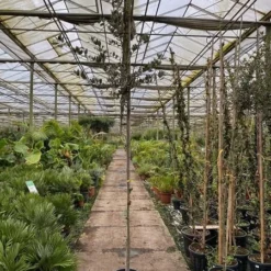 Quercus Ilex - Pot Ø 35 Cm -Tuin Gloed Verkoop 1991044917