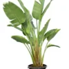 Strelitzia Nicolai - Totale Hoogte 140-160 Cm - Pot Ø 36 Cm - 3 Planten Per Pot [pallet]