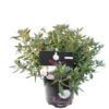 Bloombux Pink - Rhododendron Micranthum Inkarho - Totale Hoogte 30-40 Cm - Pot 2 Ltr