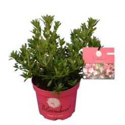Bloombux Magenta - Rhododendron Micranthum Microhirs - Totale Hoogte 25-40 Cm - Pot 2 Ltr