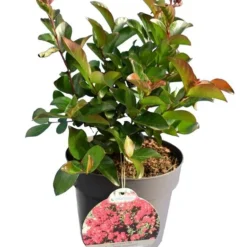 Lagerstroemia Indica Berry Dazzle - Totale Hoogte 30-40 Cm - Pot Ø 18 Cm