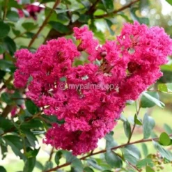 Lagerstroemia Indica Berry Dazzle - Totale Hoogte 30-40 Cm - Pot Ø 18 Cm -Tuin Gloed Verkoop 1991161944