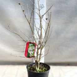 Lagerstroemia Indica Berry Dazzle - Totale Hoogte 30-40 Cm - Pot Ø 18 Cm -Tuin Gloed Verkoop 1991161947