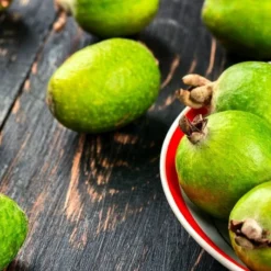 Acca Sellowiana - Pot Ø 40 Cm [pallet] -Tuin Gloed Verkoop 1991170815