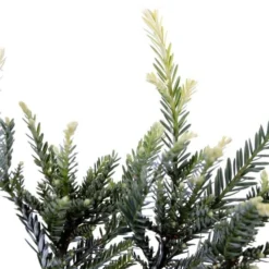 Sequoia Sempervirens Adpressa 3 Ltr 6 Sequoia Sempervirens Adpressa 3 Ltr -Tuin Gloed Verkoop 1991176140