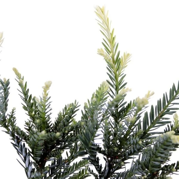 Sequoia Sempervirens Adpressa 3 Ltr 3 Sequoia Sempervirens Adpressa 3 Ltr - Afbeelding 3