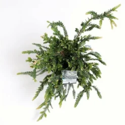 Sequoia Sempervirens Adpressa 3 Ltr 7 Sequoia Sempervirens Adpressa 3 Ltr -Tuin Gloed Verkoop 1991176143