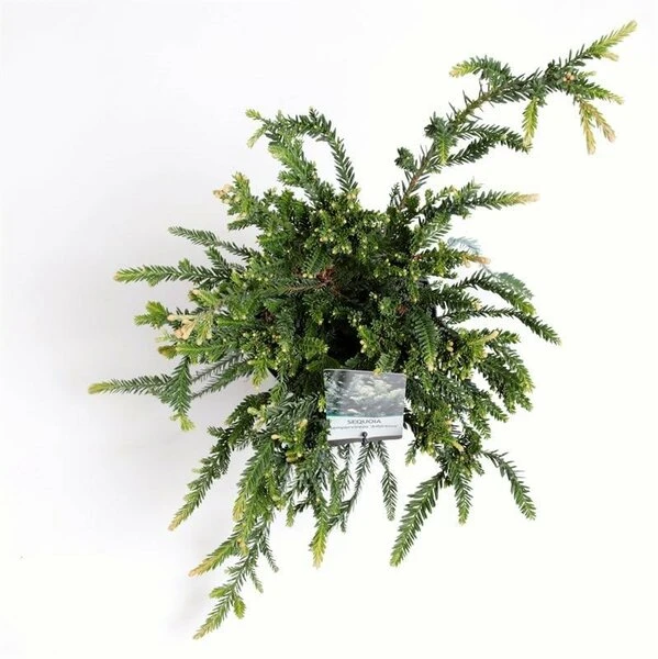 Sequoia Sempervirens Adpressa 3 Ltr 4 Sequoia Sempervirens Adpressa 3 Ltr - Afbeelding 4