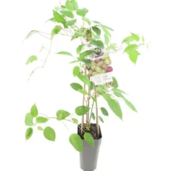 Actinidia Arguta Mammy Weiki 2 Ltr