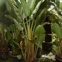 Strelitzia Augusta - Totale Hoogte 180+ Cm - Pot Ø 38 Cm [pallet] -Tuin Gloed Verkoop 1991489289