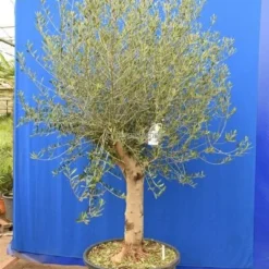 Olea Europaea - Stamomtrek 50+ Cm [pallet]
