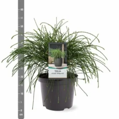 Thuja Plicata Whipcord - Totale Hoogte 40+ Cm - Pot 5 Ltr -Tuin Gloed Verkoop 1991490093