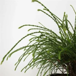 Thuja Plicata Whipcord - Totale Hoogte 40+ Cm - Pot 5 Ltr -Tuin Gloed Verkoop 1991490096