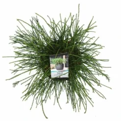 Thuja Plicata Whipcord - Totale Hoogte 40+ Cm - Pot 5 Ltr -Tuin Gloed Verkoop 1991490099