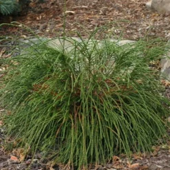 Thuja Plicata Whipcord - Totale Hoogte 40+ Cm - Pot 5 Ltr -Tuin Gloed Verkoop 1991490102