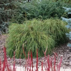 Thuja Plicata Whipcord - Totale Hoogte 40+ Cm - Pot 5 Ltr -Tuin Gloed Verkoop 1991490108