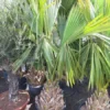 Sabal Minor - Totale Hoogte 220+ Cm - Stamhoogte 50-60 Cm - Pot Ø 65 Cm [pallet]