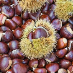 Castanea Sativa - Totale Hoogte 130-150 Cm - Pot Ø 27 Cm