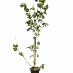 Corylus Avellana Negreta - Totale Hoogte 160+ Cm - Pot Ø 27 Cm [pallet] -Tuin Gloed Verkoop 1991566827