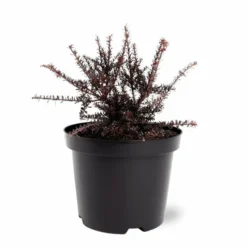 Podocarpus Chocolate Box - Pot 3 Ltr