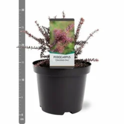 Podocarpus Chocolate Box - Pot 3 Ltr -Tuin Gloed Verkoop 1991567457