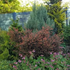 Podocarpus Chocolate Box - Pot 3 Ltr -Tuin Gloed Verkoop 1991567463