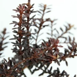 Podocarpus Chocolate Box - Pot 3 Ltr -Tuin Gloed Verkoop 1991567466