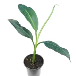 Musa Sikkimensis 'Red Tiger' - Total Hoogte 40+cm - Pot 2 Ltr.