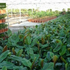 Musa Sikkimensis 'Red Tiger' - Total Hoogte 40+cm - Pot 2 Ltr. -Tuin Gloed Verkoop 1991610150