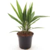 Trachycarpus Fortunei Multitrunk - Pot Ø 17 Cm