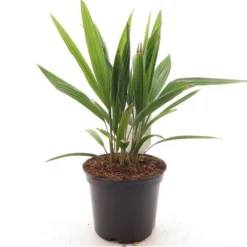 Trachycarpus Fortunei Multitrunk - Pot Ø 17 Cm