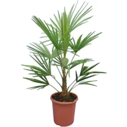 Trachycarpus Fortunei Frosty - Totale Hoogte 100-120 Cm - Pot Ø 26 Cm