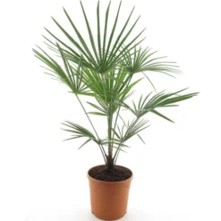 Trachycarpus Fortunei Frosty - Totale Hoogte 120-140 Cm - Pot Ø 32 Cm