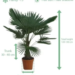 Trachycarpus Fortunei - Stam 30-40 Cm - Totale Hoogte 120-140 Cm - Pot Ø 31 Cm -Tuin Gloed Verkoop 1991659638