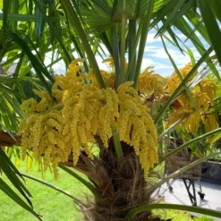 Trachycarpus Fortunei - Stam 30-40 Cm - Totale Hoogte 120-140 Cm - Pot Ø 31 Cm -Tuin Gloed Verkoop 1991659644