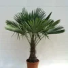 Trachycarpus Fortunei - Stam 40-50 Cm - Totale Hoogte 150-170 Cm - Pot Ø 36 Cm