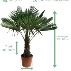 Trachycarpus Fortunei - Stam 40-50 Cm - Totale Hoogte 150-170 Cm - Pot Ø 36 Cm -Tuin Gloed Verkoop 1991659737