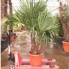 Trachycarpus Fortunei Multitrunk - Totale Hoogte 140-160 Cm - Pot Ø 50 Cm - 45 Ltr [pallet]