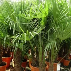 Trachycarpus Fortunei Multitrunk - Totale Hoogte 140-160 Cm - Pot Ø 50 Cm - 45 Ltr [pallet] -Tuin Gloed Verkoop 1991660010
