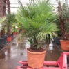 Trachycarpus Fortunei Multitrunk - Totale Hoogte 180+ Cm - Pot Ø 55 Cm 70 Ltr [pallet]