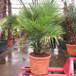 Trachycarpus Fortunei Multitrunk - Totale Hoogte 180+ Cm - Pot Ø 55 Cm 70 Ltr [pallet]