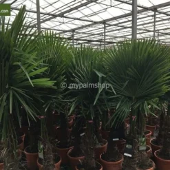 Trachycarpus Fortunei - Stam 90-100 Cm - Totale Hoogte 200+ Cm - Pot Ø 48 Cm [pallet] -Tuin Gloed Verkoop 1991660253