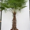 Trachycarpus Fortunei - Stam 100-120 Cm - Totale Hoogte 200-250 Cm - Pot Ø 50 Cm [pallet]