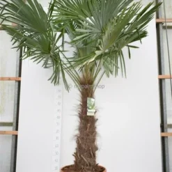 Trachycarpus Fortunei - Stam 120-140 Cm - Pot Ø 50 Cm [pallet]
