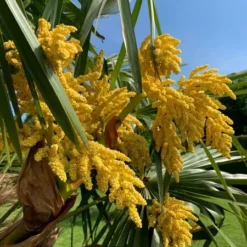 Trachycarpus Fortunei - Stam 140-160 Cm - Pot Ø 55 Cm [pallet] -Tuin Gloed Verkoop 1991660508