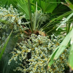 Trachycarpus Fortunei - Stam 160-180 Cm - Pot Ø 65 Cm [pallet] -Tuin Gloed Verkoop 1991660571