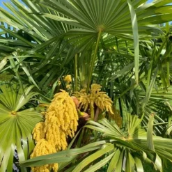 Trachycarpus Fortunei - Stam 200-225 Cm - Pot Ø 70 Cm [pallet] -Tuin Gloed Verkoop 1991660664