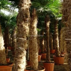 Trachycarpus Fortunei - Stam 250-275 Cm [pallet]