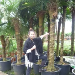 Trachycarpus Fortunei - Stam 250-275 Cm [pallet] -Tuin Gloed Verkoop 1991660778