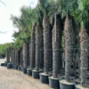 Trachycarpus Fortunei - Stam 400-450 Cm [pallet]